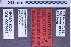 Etikette zu Melanotus zhilongensis (Platia & Schimmel, 2001) (NHMW-ZOO-COL-0007663)